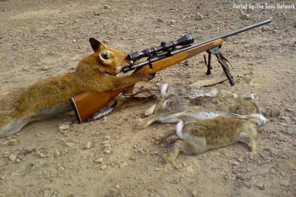 Sniper_Fox.jpg