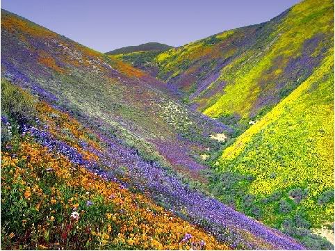 bloom2005.jpg California Mountains 2005 image by nallen9