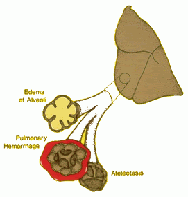 medicalera.com