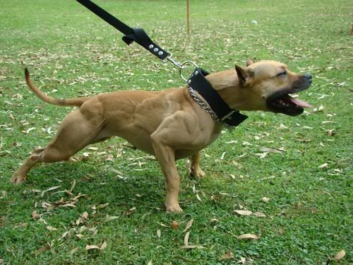 Pitbull DOG Terrier Pitbull DOG Terrier