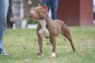Pitbull Fight Pitbull Fight