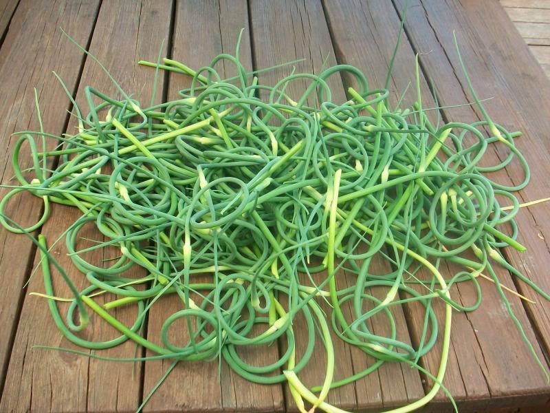 Smoked bologna chub and garlic pesto pRon.. The BBQ BRETHREN FORUMS.