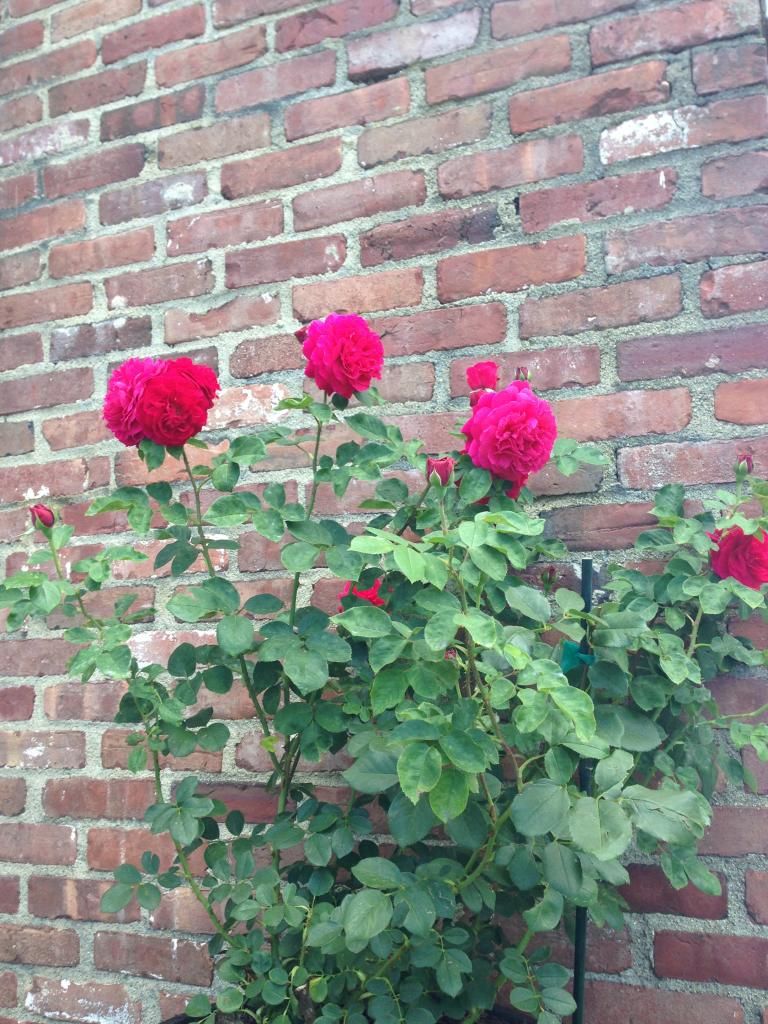  photo 9A7E5FA4-547C-4038-A4B5-DF10D3C51069.jpg