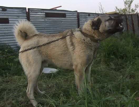 kangal1-1.jpg