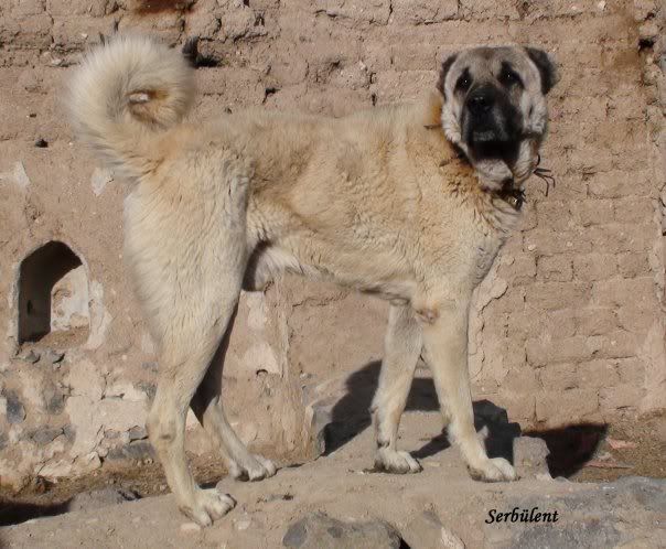 kangal1.jpg