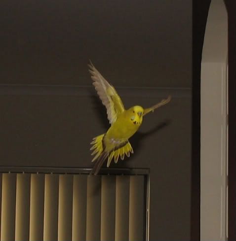 BossinFlight2.jpg