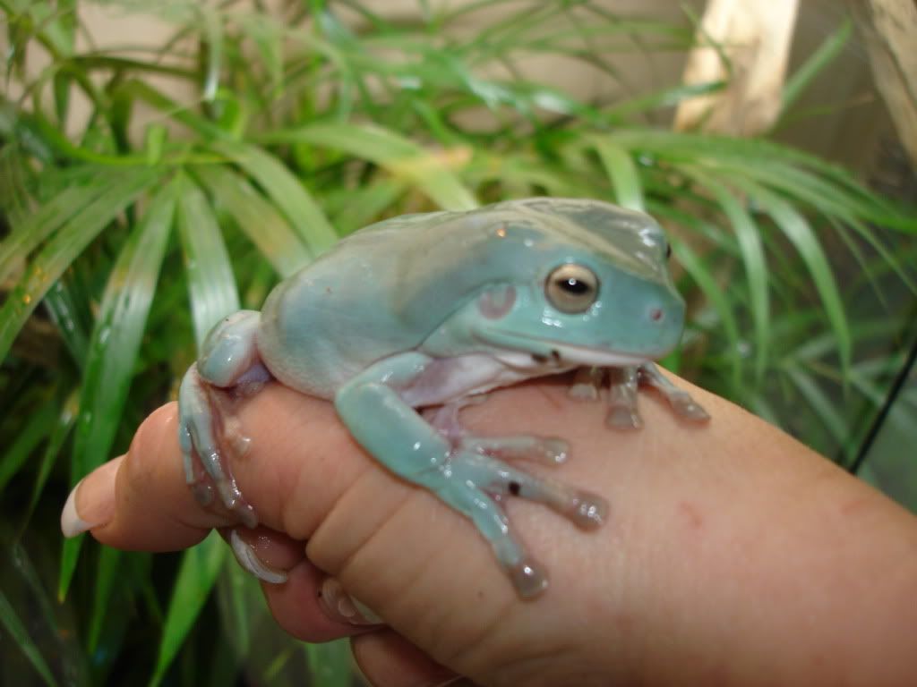 blue dumpy frog