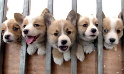 Cute_Puppies.jpg