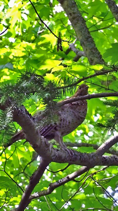 Grouse_1_zpsbp04kmqs.jpg