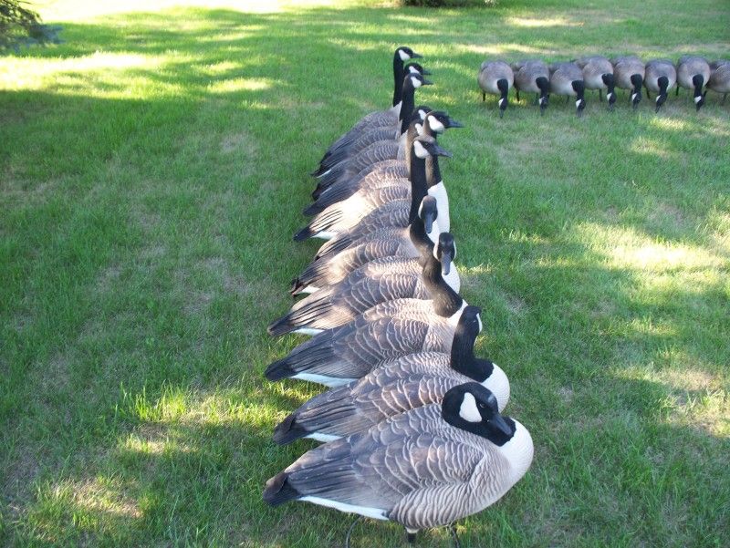 Goose Decoys For Sale >> FOR SALE: Dave Smith Honker Decoys : Fishing & Hunting Classifieds Goose Decoys For Sale >> FOR SALE: Dave Smith Honker Decoys : Fishing & Hunting Classifieds