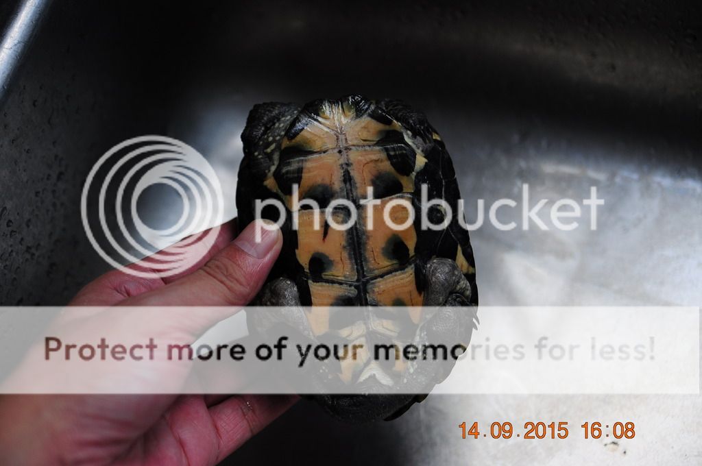 出黑颈杂草公,08年龟