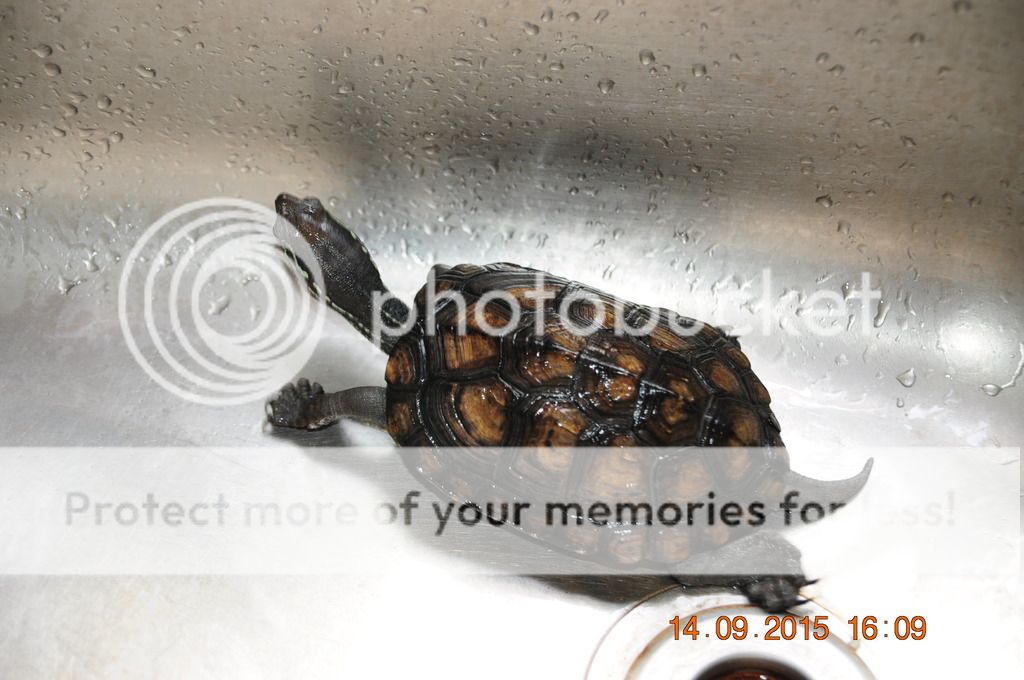 出黑颈杂草公,08年龟